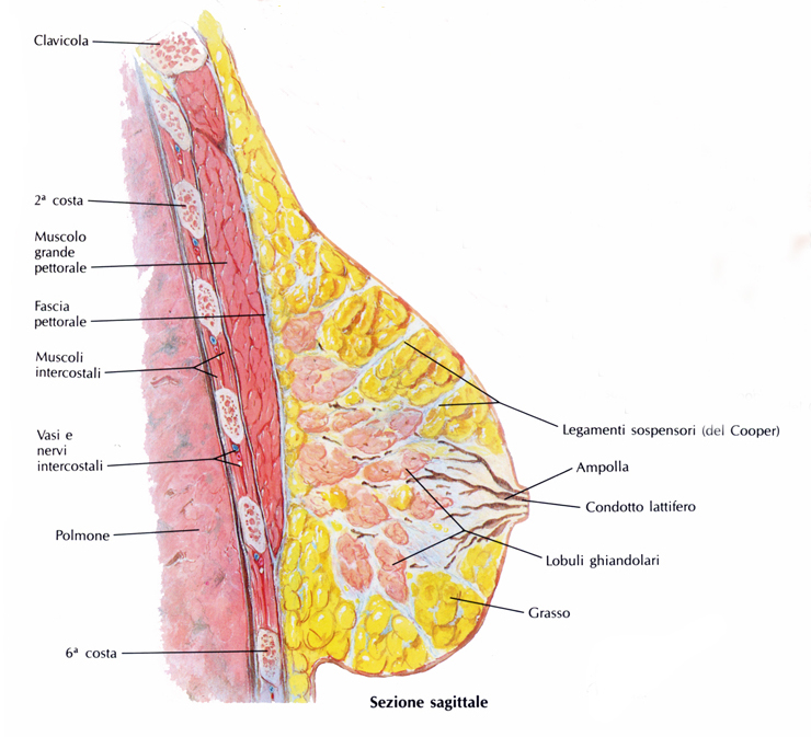anatomia della mammella, sezione laterale